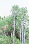 Aspen+Trees-16