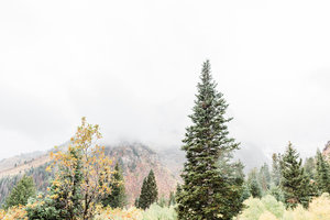 Aspen+Trees-20