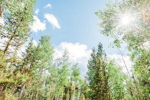 Aspen+Trees-4