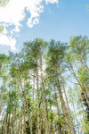 Aspen+Trees-6