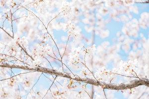 Cherry+Blossoms-1