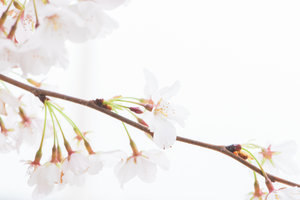 DC+Cherry+Blossom-14