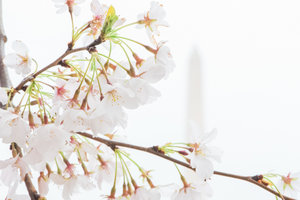 DC+Cherry+Blossom-16