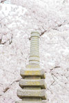 DC+Cherry+Blossom-17