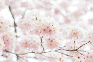 DC+Cherry+Blossom-18