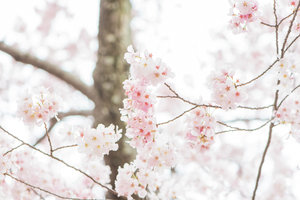 DC+Cherry+Blossom-19