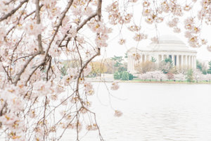 DC+Cherry+Blossom-27