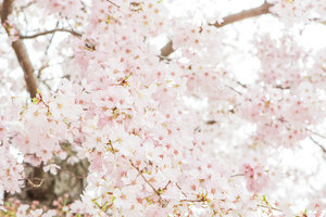 DC+Cherry+Blossom-28
