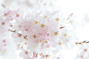 DC+Cherry+Blossom-30