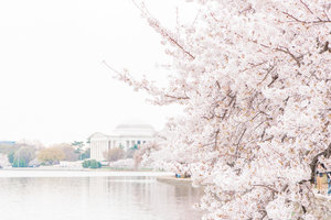 DC+Cherry+Blossom-34
