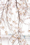DC+Cherry+Blossom-36