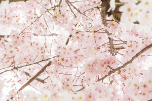 DC+Cherry+Blossom-38