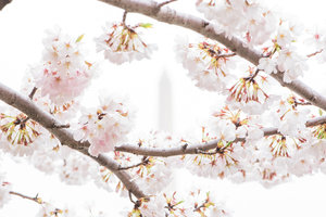 DC+Cherry+Blossom-39