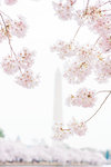 DC+Cherry+Blossom-40