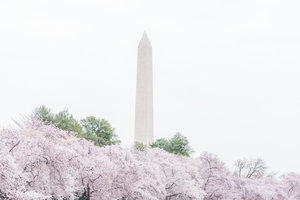 DC+Cherry+Blossom-43