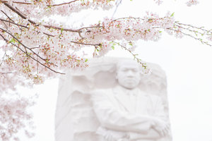 DC+Cherry+Blossom-44