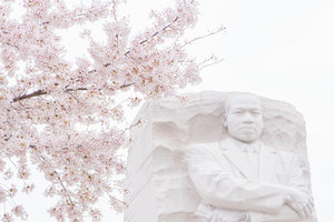 DC+Cherry+Blossom-45