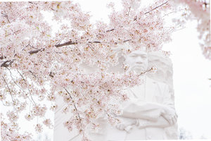 DC+Cherry+Blossom-46