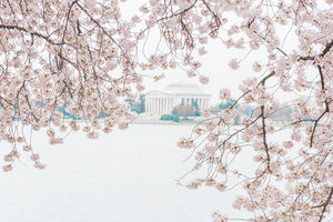 DC+Cherry+Blossom-48