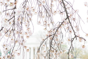 DC+Cherry+Blossom-6