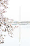 DC+Cherry+Blossom-8
