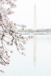 DC+Cherry+Blossom-9