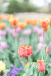 Holland+Tulips-5