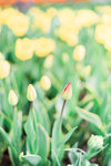 Holland+Tulips-8