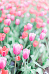 Holland+Tulips-9
