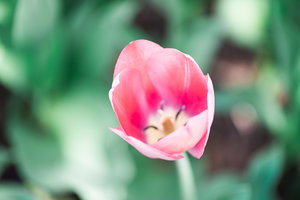 Utah+Tulips-10
