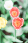 Utah+Tulips-3