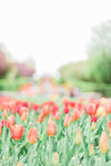 Utah+Tulips-7