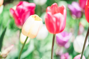Utah+Tulips-8